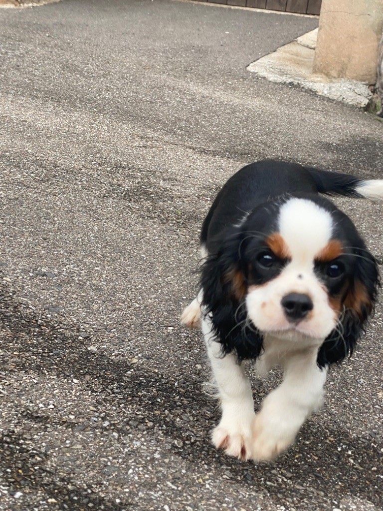 Des Terres De La Sarracenia - Chiot disponible  - Cavalier King Charles Spaniel