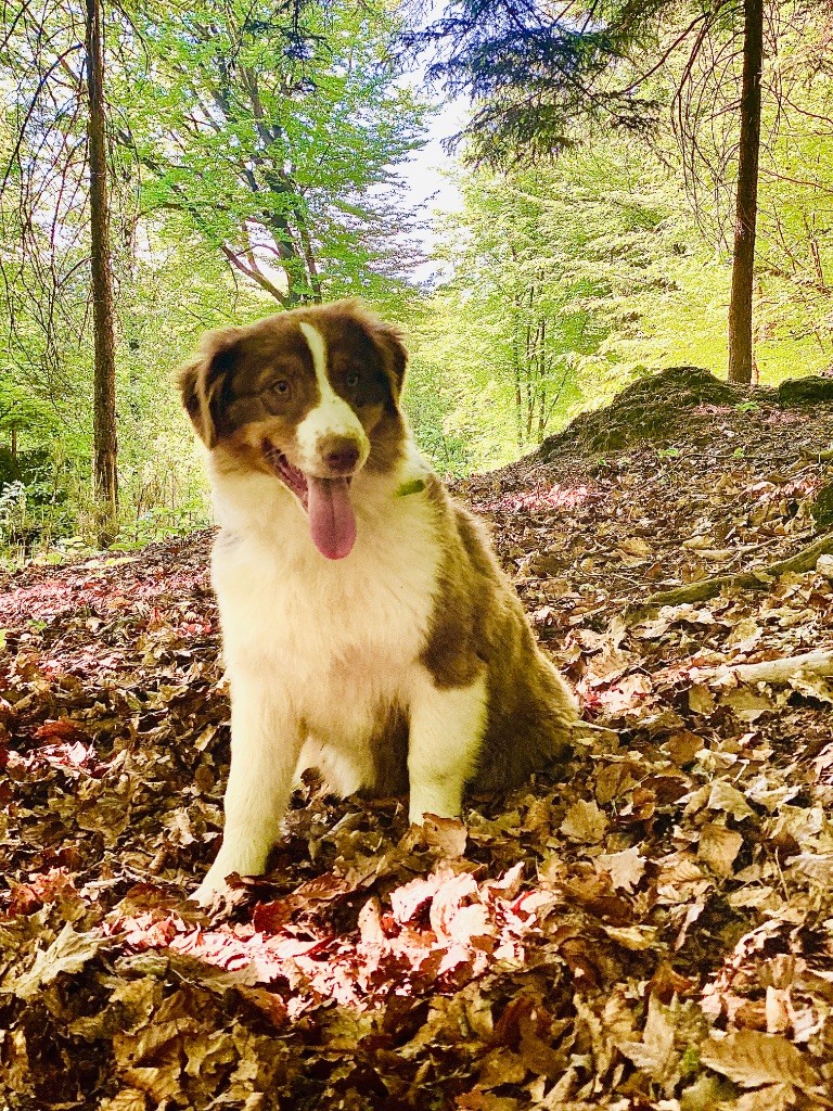 Des Terres De La Sarracenia - Chiots disponibles - Berger Australien