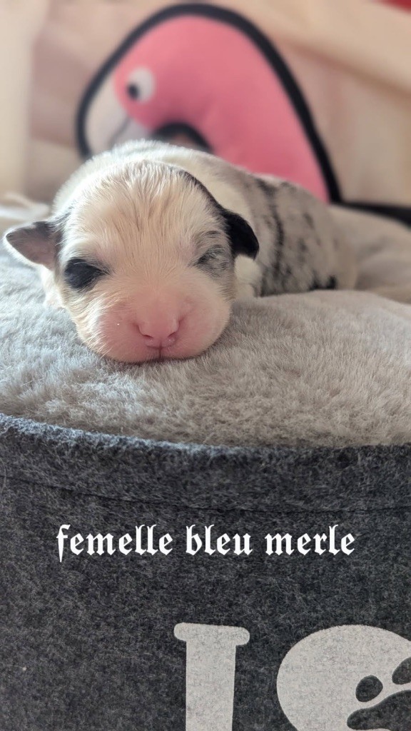 Des Terres De La Sarracenia - Chiots disponibles - Berger Australien