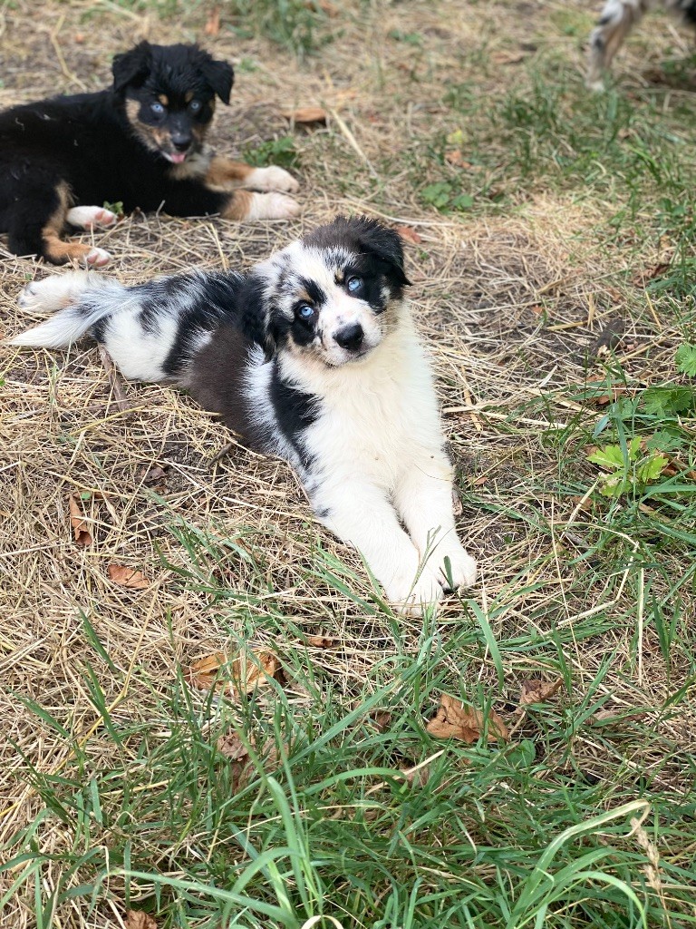 Des Terres De La Sarracenia - Chiots disponibles - Berger Australien