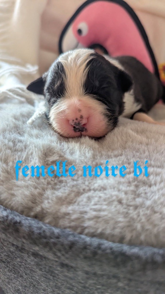 Des Terres De La Sarracenia - Chiots disponibles - Berger Australien