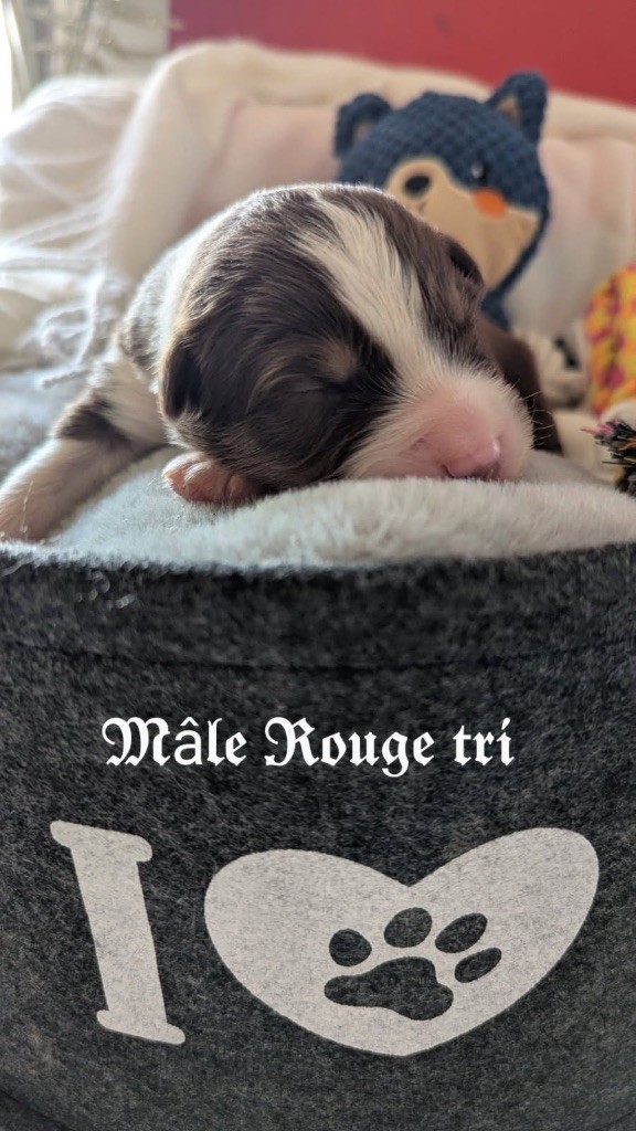 Des Terres De La Sarracenia - Chiots disponibles - Berger Australien