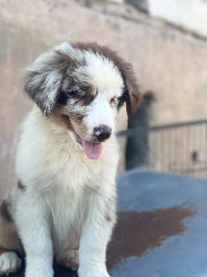 CHIOT 3
