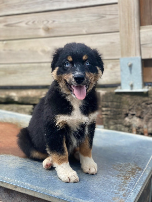CHIOT 8