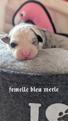 CHIOT 5