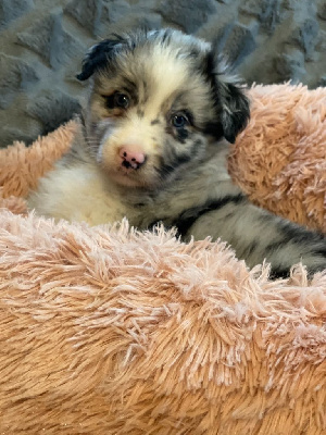 CHIOT 1