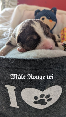 CHIOT 3