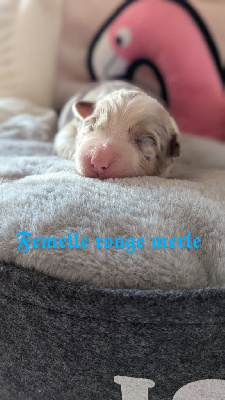 CHIOT 7
