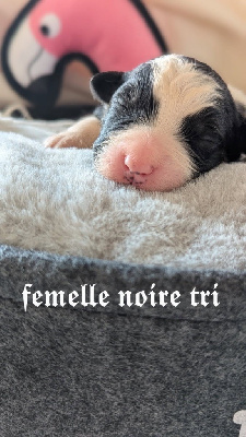 CHIOT 4