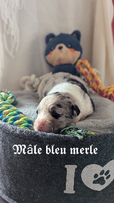 CHIOT 1