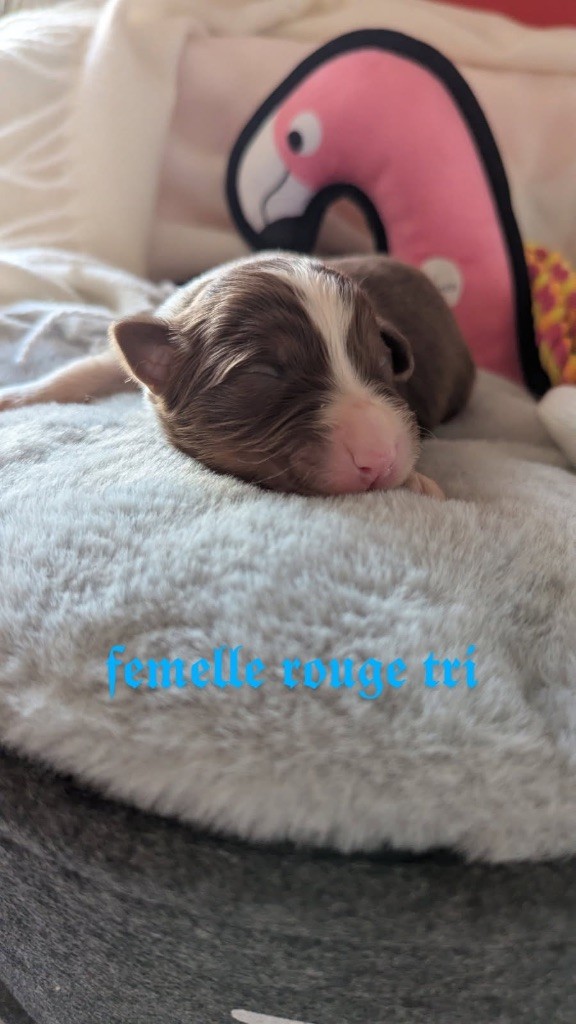Des Terres De La Sarracenia - Chiots disponibles - Berger Australien