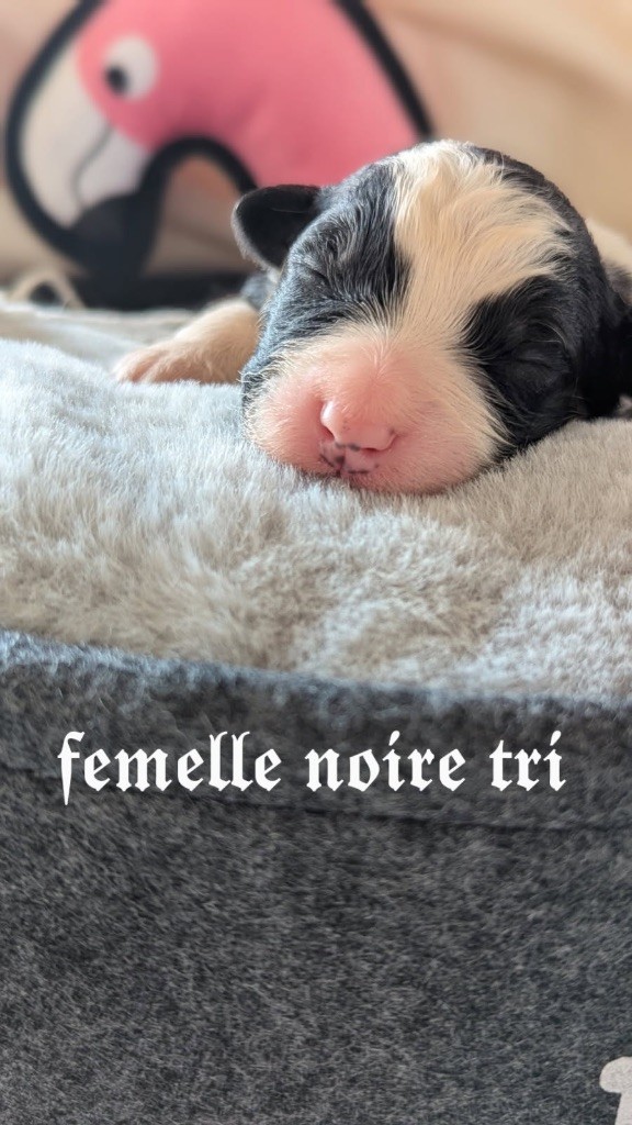 Des Terres De La Sarracenia - Chiots disponibles - Berger Australien
