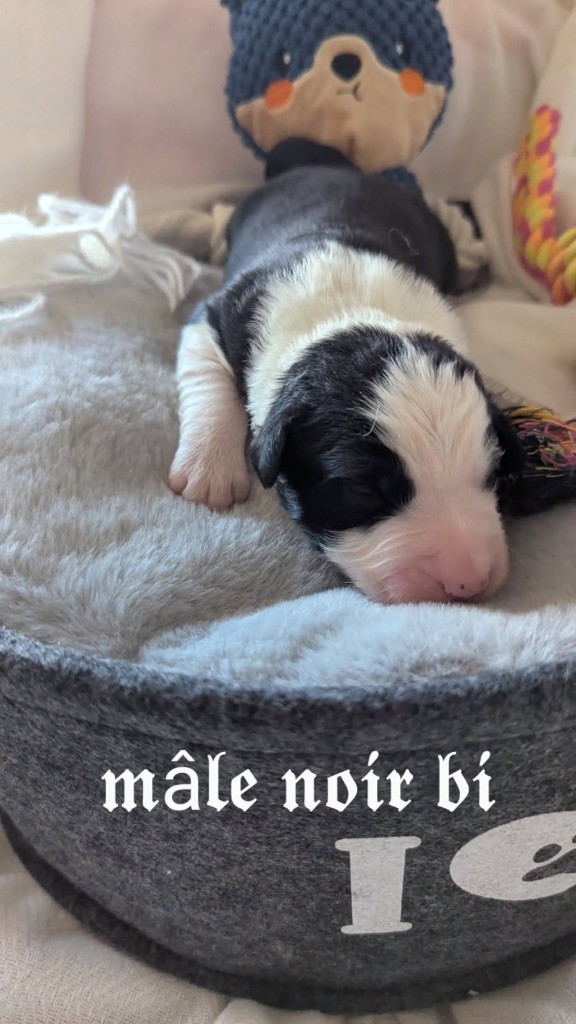 Des Terres De La Sarracenia - Chiots disponibles - Berger Australien