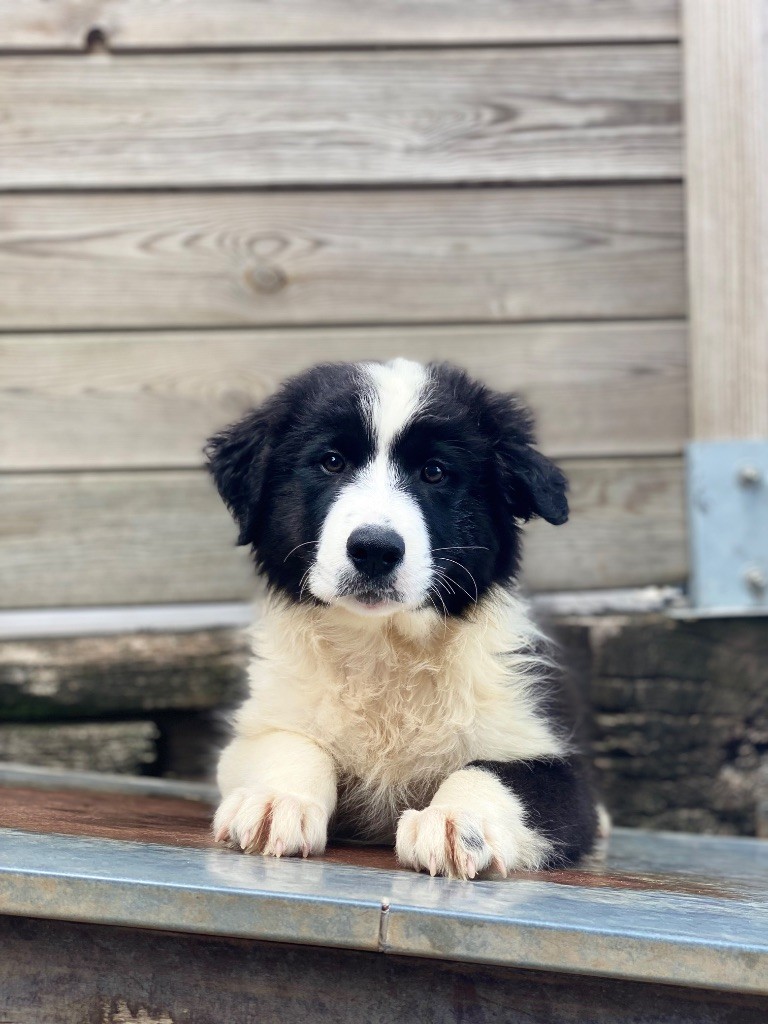 Des Terres De La Sarracenia - Chiots disponibles - Berger Australien