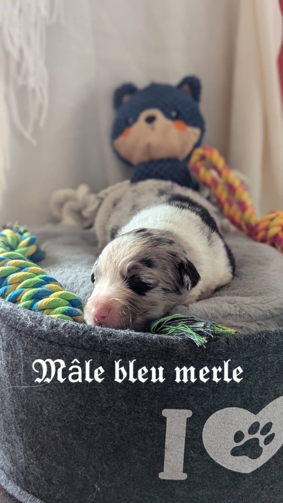 Des Terres De La Sarracenia - Chiots disponibles - Berger Australien